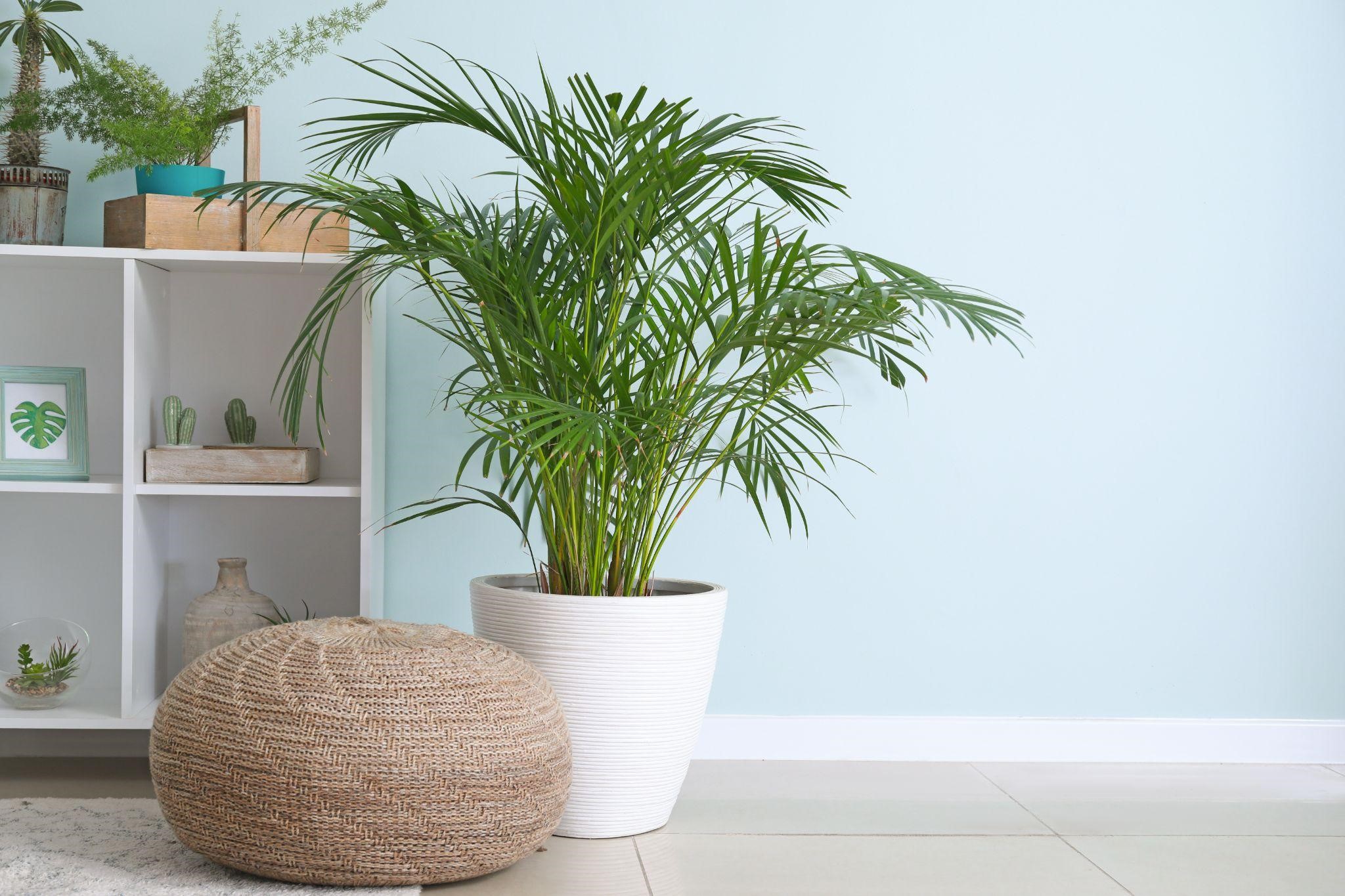 Aprenda a decorar o seu apartamento com plantas